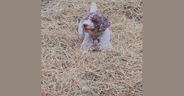 lagotto of house woller