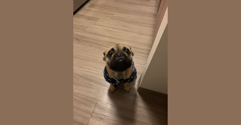 Bear, a French Bulldog and Bulldog mix tested with EmbarkVet.com