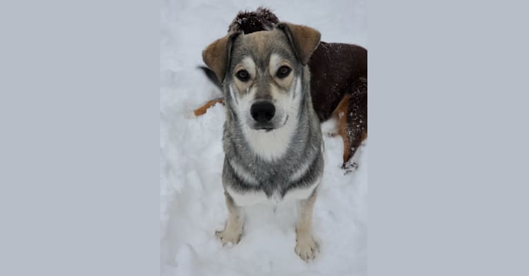 Photo of Timber, a Siberian Husky, American Bulldog, Bichon Frise, German Shepherd Dog, Pomeranian, and Mixed mix in Manitoba, Canada