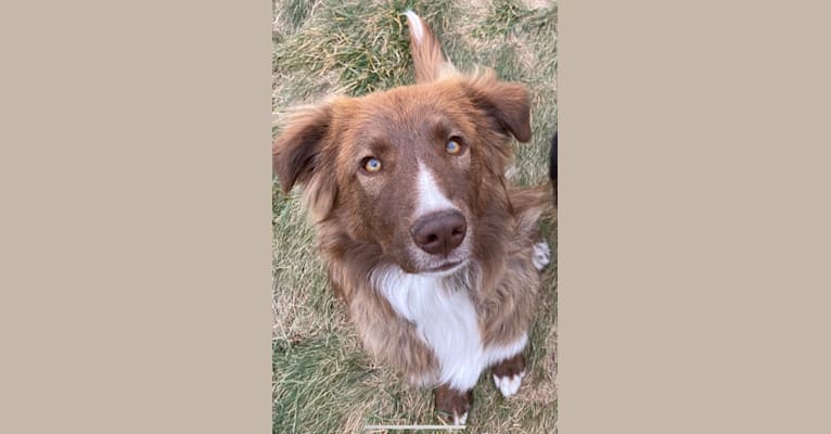 Photo of Summit, a Border Collie, Great Pyrenees, and Mixed mix in Oklahoma City, OK, USA