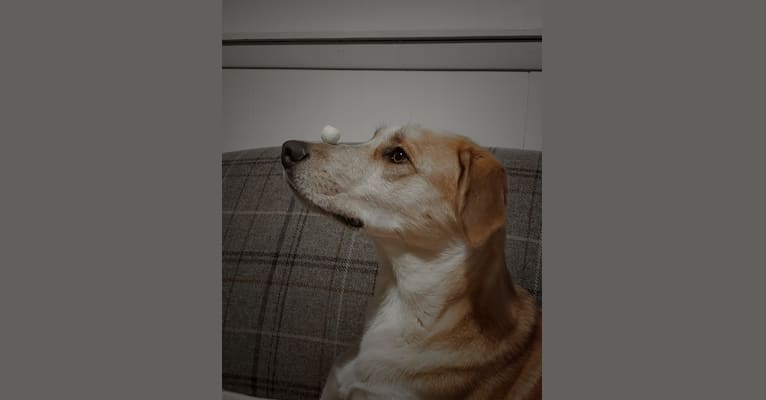 Link, a Siberian Husky and Golden Retriever mix tested with EmbarkVet.com