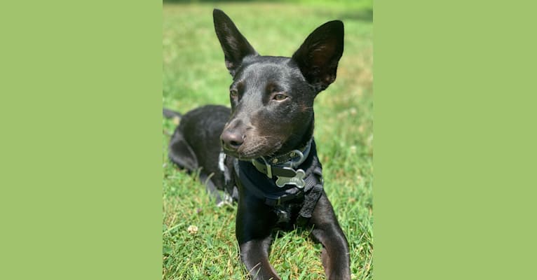 Photo of Westin, an Australian Cattle Dog, American Pit Bull Terrier, Labrador Retriever, and Mixed mix in Alabama, USA