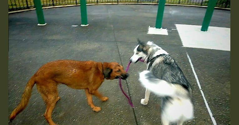 Embark Dog Dna Test Breed