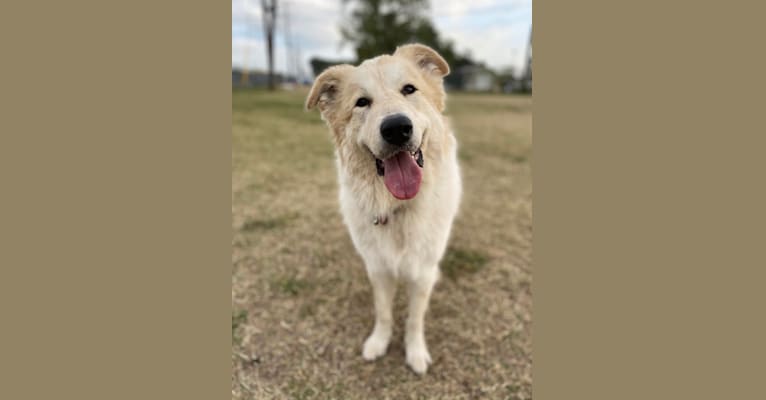 Poppy, a Great Pyrenees tested with EmbarkVet.com