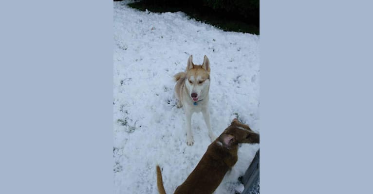 Jack, a Siberian Husky and German Shepherd Dog mix tested with EmbarkVet.com