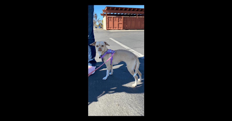 Sadie, a Chihuahua and Pug mix tested with EmbarkVet.com