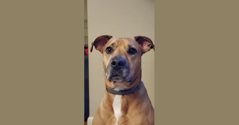 Kela, an American Pit Bull Terrier and Bulldog mix tested with EmbarkVet.com