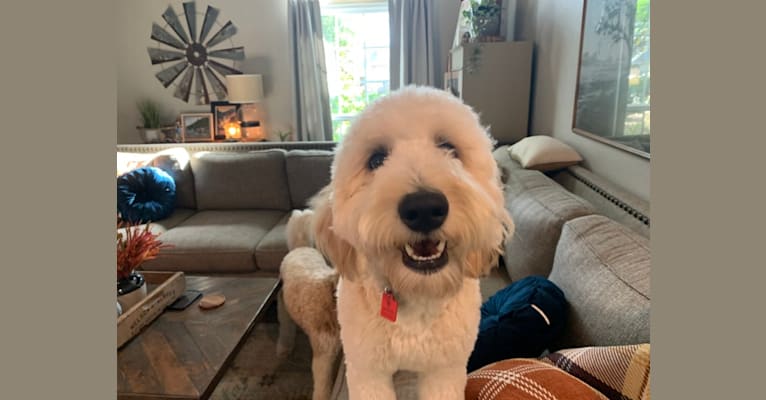 Photo of Maggie, a Goldendoodle 