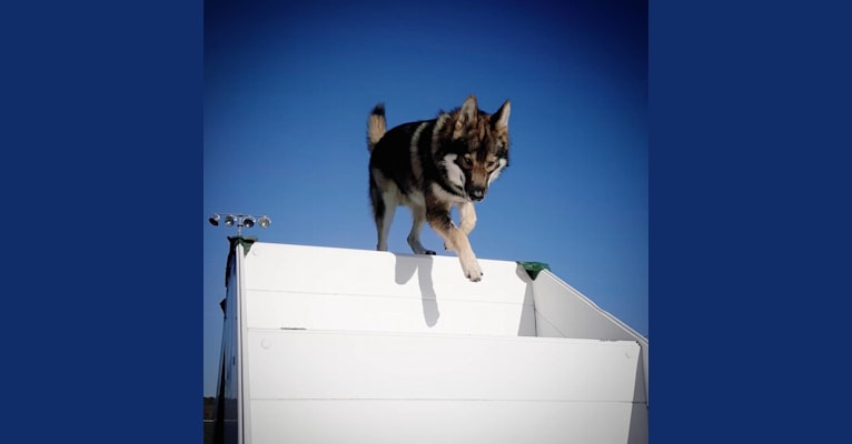 Drax a dog tested with EmbarkVet.com