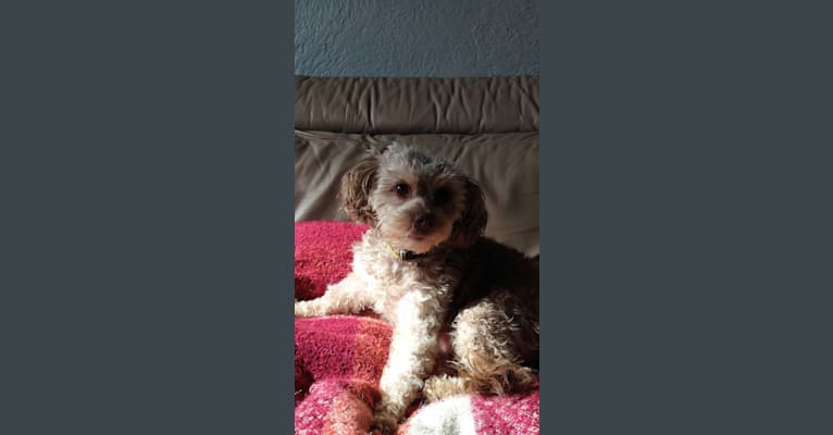 Cleo, a Poodle (Small) and Chihuahua mix tested with EmbarkVet.com