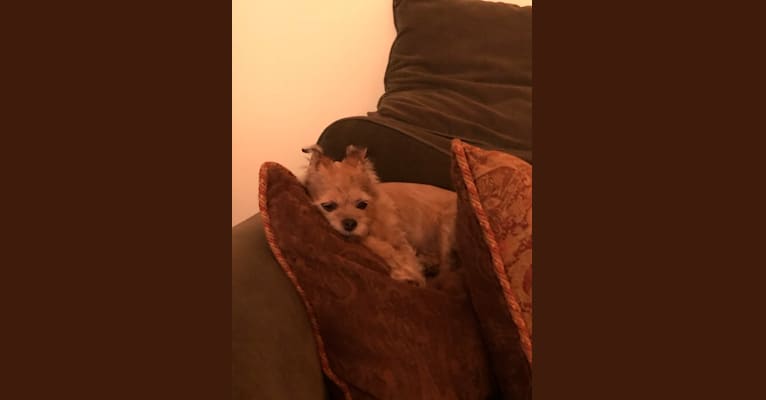 Maci, a Chihuahua and Shih Tzu mix tested with EmbarkVet.com