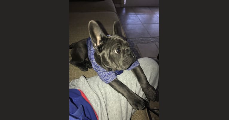 Blu, a French Bulldog tested with EmbarkVet.com