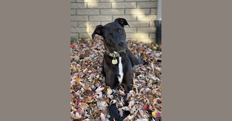 Photo of Axel, a Staffordshire Terrier, Rottweiler, and German Shepherd Dog mix in Metro Detroit, MI, USA