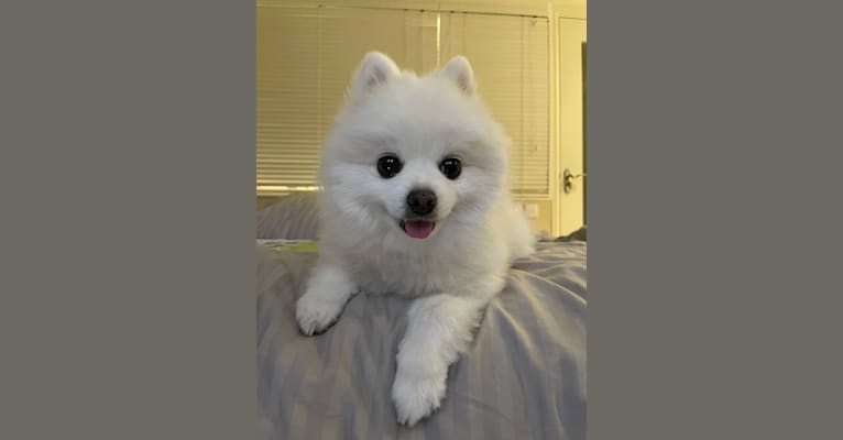 Maru, a Pomeranian and Pekingese mix tested with EmbarkVet.com