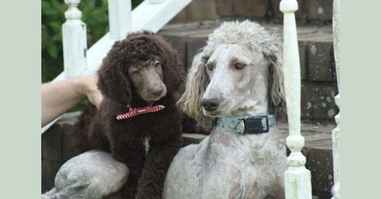 Photo of Paris, a Poodle (Standard)  in Orlando, FL, USA