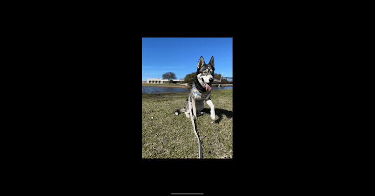 Nora, a Siberian Husky tested with EmbarkVet.com