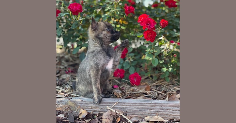 Harley Quinn Peacock, a Pomchi (12.0% unresolved) tested with EmbarkVet.com