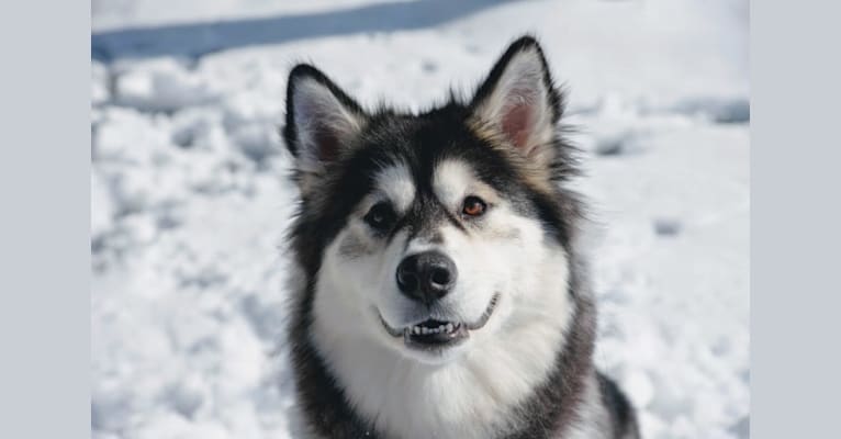 Photo of Luna, an Alaskan Malamute  in Texas, USA