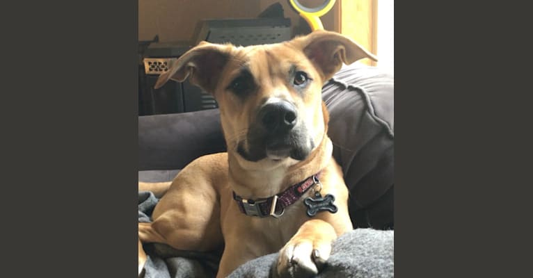 Ripley, a Boxer and Australian Cattle Dog mix tested with EmbarkVet.com