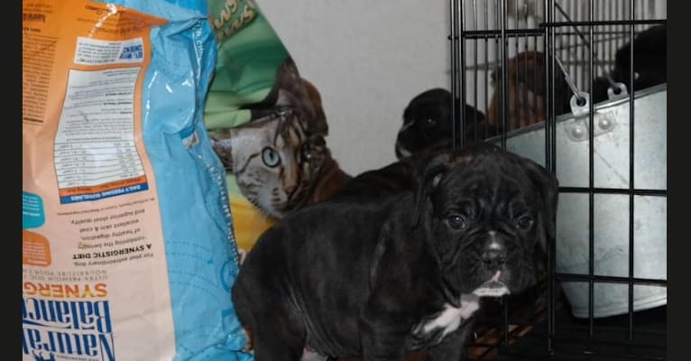 Murray, a Boxer tested with EmbarkVet.com
