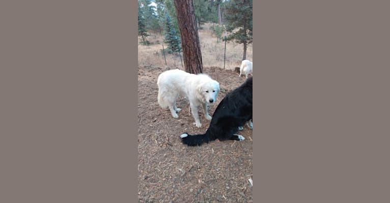 Photo of In' Sh' Allah, a Great Pyrenees  in Evergreen, Colorado, USA