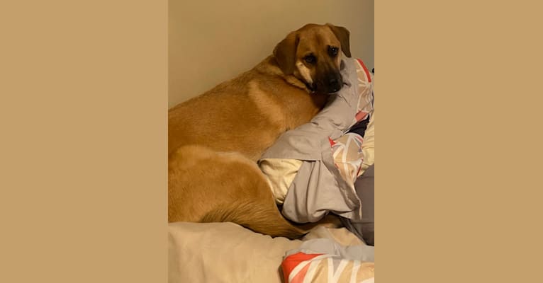 Burkin, a Labrador Retriever and Boxer mix tested with EmbarkVet.com