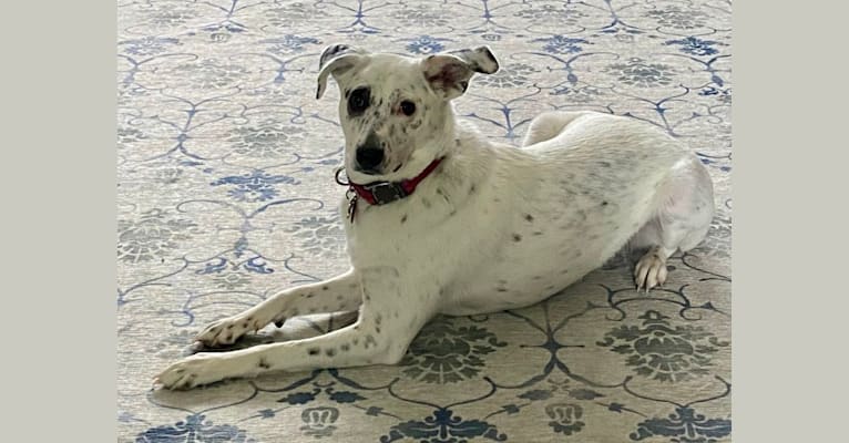 Photo of Gracie, an Australian Cattle Dog, American English Coonhound, Bluetick Coonhound, and Mixed mix in Chattanooga, Tennessee, USA