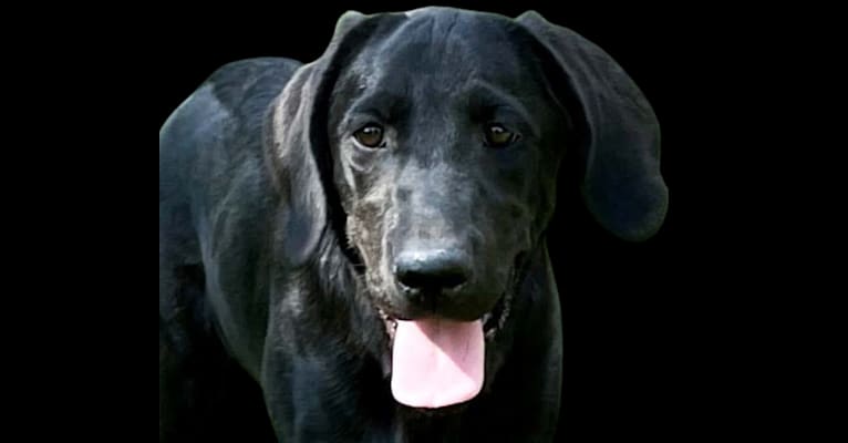 AB, a Labrador Retriever tested with EmbarkVet.com