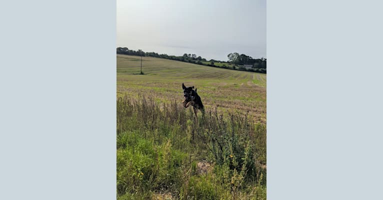 Photo of Regan, a Rottweiler and Bullmastiff mix in England, UK