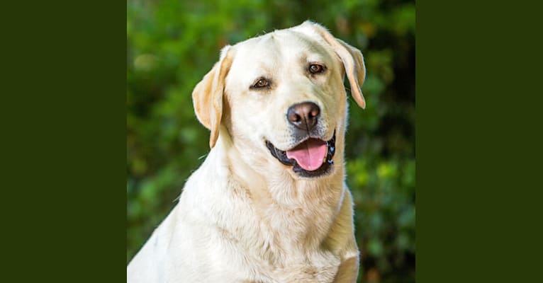 Agena, a Labrador Retriever tested with EmbarkVet.com