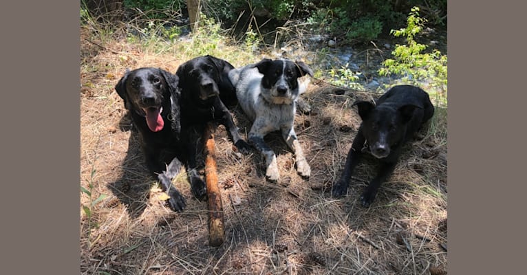 Ridge, a Border Collie and Australian Cattle Dog mix tested with EmbarkVet.com