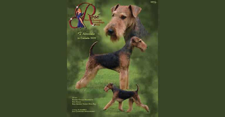 'Rosie'  Brea's Champagne N Candlelight NTD, an Airedale Terrier tested with EmbarkVet.com