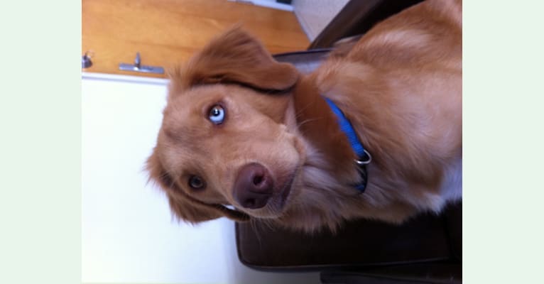 Cody, a Labrador Retriever and Dachshund mix tested with EmbarkVet.com