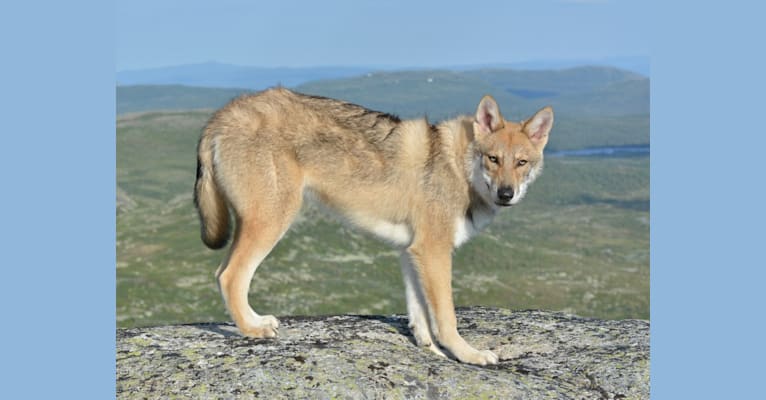 Timber, a Saarloos Wolfdog tested with EmbarkVet.com