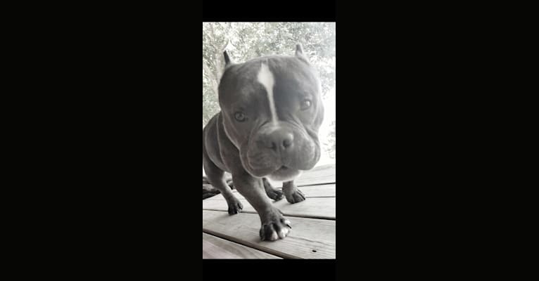 Photo of Lucas, an American Bully  in Houston, TX, USA