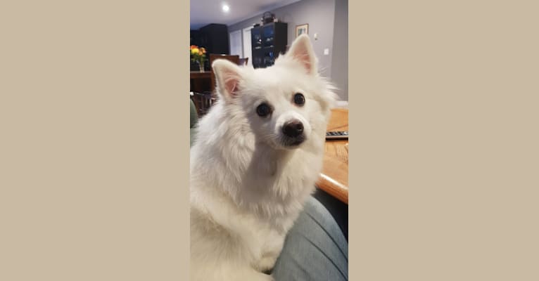 Loki, a Pomeranian and American Eskimo Dog mix tested with EmbarkVet.com