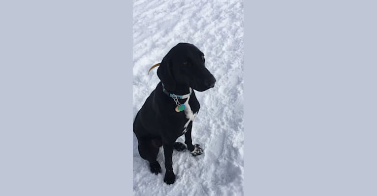 Goose, a Labrador Retriever and Treeing Walker Coonhound mix tested with EmbarkVet.com