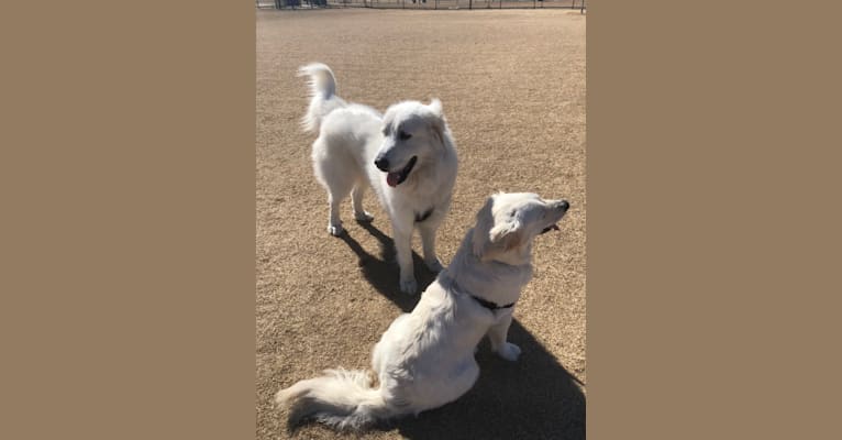 Looney “Chik’in Mini Bandit” Bear, a Great Pyrenees tested with EmbarkVet.com