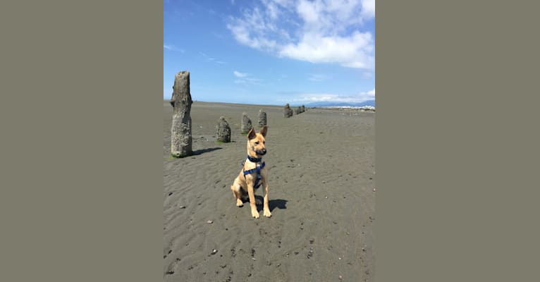 Oliver, a Formosan Mountain Dog tested with EmbarkVet.com