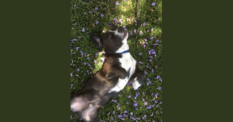 embark dog dna test breed