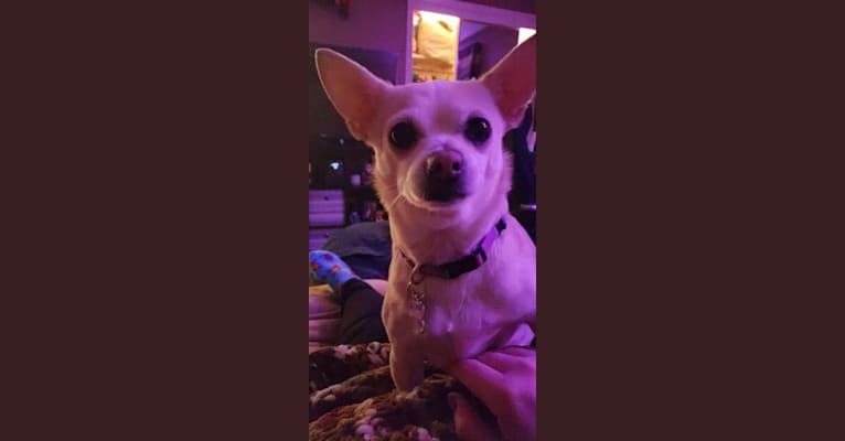 Photo of Funyun, a Chihuahua, Pekingese, and Pomeranian mix in Rochester, New York, USA