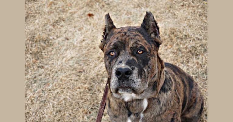 Thoryn, an American Bulldog and Cane Corso mix tested with EmbarkVet.com