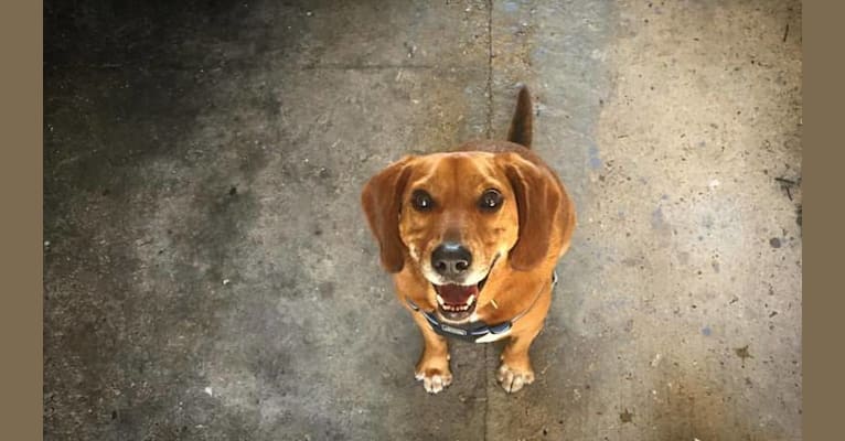 Red, a Beagle and Redbone Coonhound mix tested with EmbarkVet.com