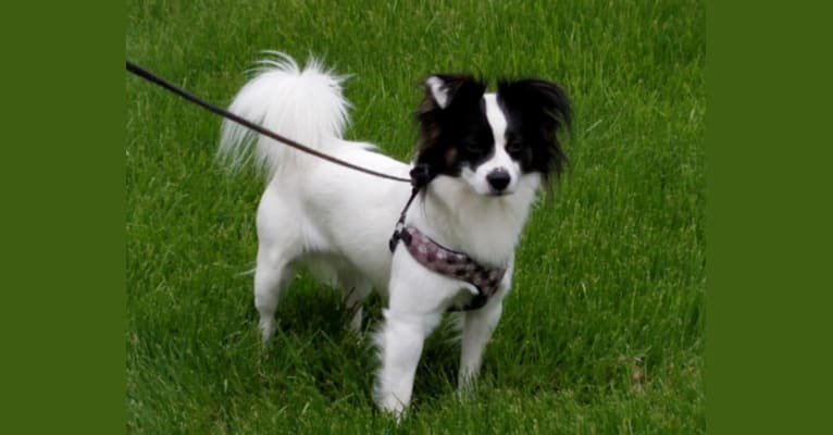 Papillon rat 2025 terrier mix
