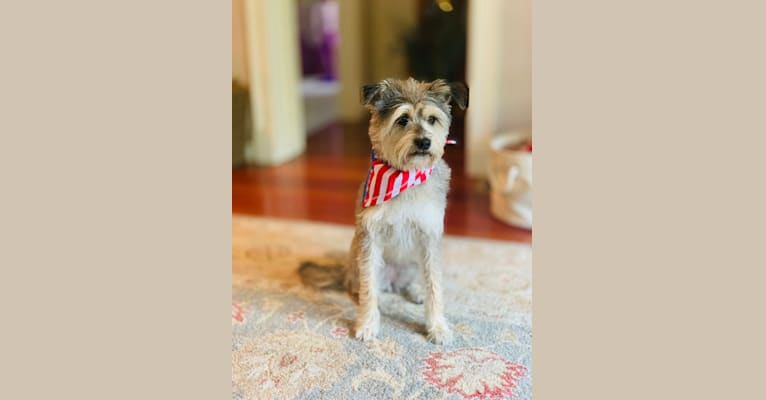 Photo of Abbey, a Miniature Schnauzer, Poodle (Small), and Beagle mix in Houston, TX, USA
