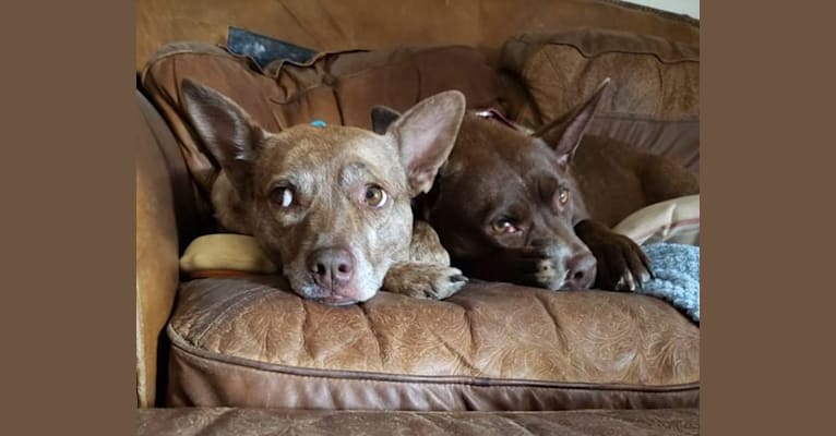 Coyote, a Boston Terrier and Labrador Retriever mix tested with EmbarkVet.com