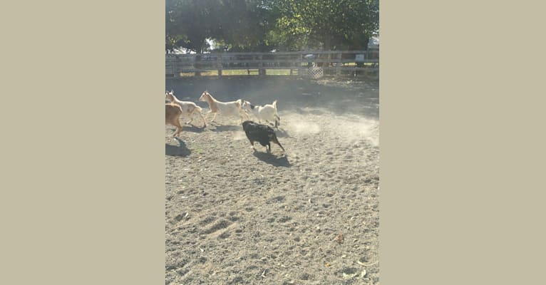 Photo of Argo, an Australian Shepherd Group  in Oroville, CA, USA