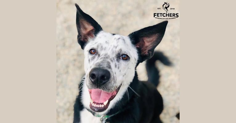Milo, a German Shepherd Dog and Siberian Husky mix tested with EmbarkVet.com