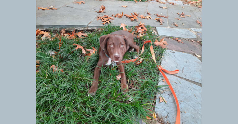 Valkyrie, a Golden Retriever and Labrador Retriever mix tested with EmbarkVet.com