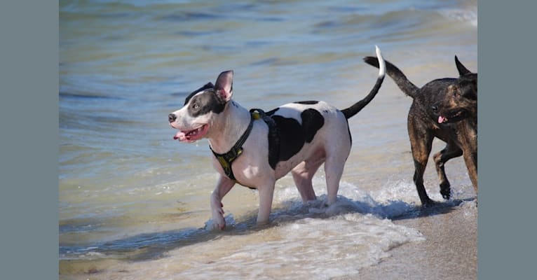 Photo of Cypress, an American Bully and American Pit Bull Terrier mix in Polk City, Florida, USA